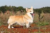 CORGI PEMBROKE 305